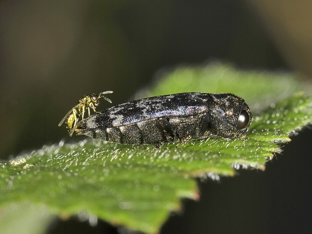 Coraebus rubi e Torymidae (rapporto impossibile)